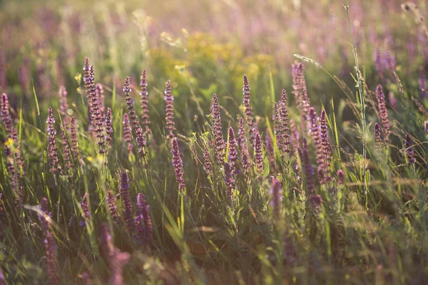 Salvia Prado Verão Com Sálvia Pôr Sol Tim — Fotografia de Stock