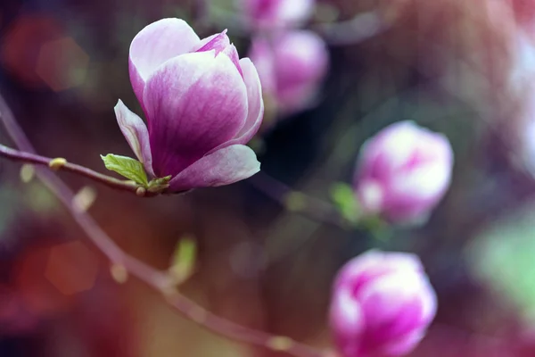 Primavera Rama Con Flor Hermosa Magnolia — Foto de Stock