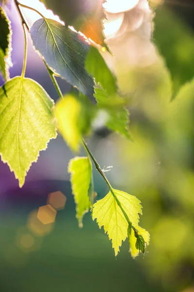 Arka Plan Huş Ağacı Yaprakları Sunligh Işınları — Stok fotoğraf