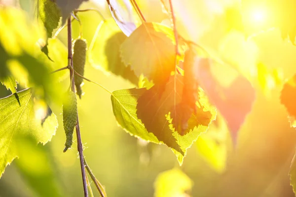 Fond Abstrait Feuilles Bouleau Dans Les Rayons Soleil — Photo