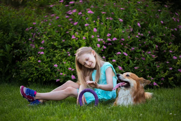 コーギーふかふかの芝生の上で少女 屋外の犬 — ストック写真