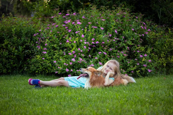 Ragazzina Con Corgi Soffici Sul Prato Cane All Aperto — Foto Stock