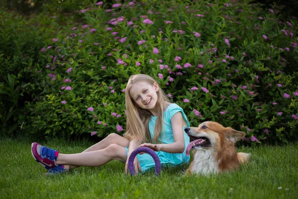 Ragazzina Con Corgi Soffici Sul Prato Cane All Aperto — Foto Stock