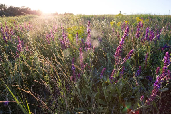 Ada Çayı Yaz Çayır Adaçayı Günbatımı Tim Ile — Stok fotoğraf