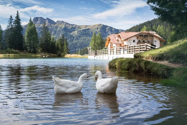 Lago Nas Montanhas Dolomitas Ganso Primeiro Plano Dolomiti Italiano Ital — Fotografia de Stock