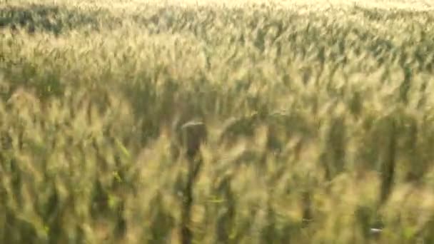 Child Girl Running Evening Wheat Field — Stock Video