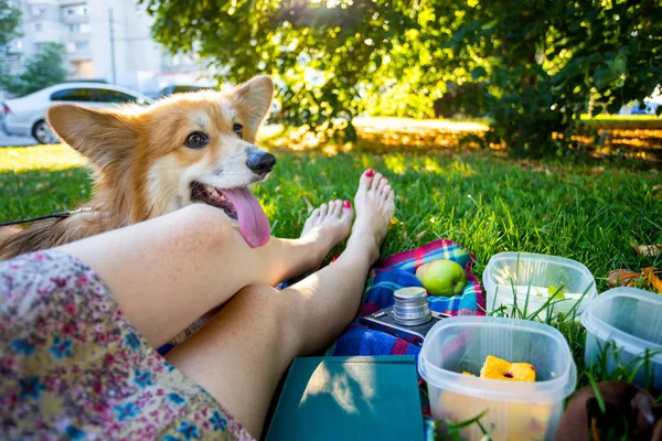 공원에서 피크닉을 공원에는 플라이에 Corgi와 — 스톡 사진