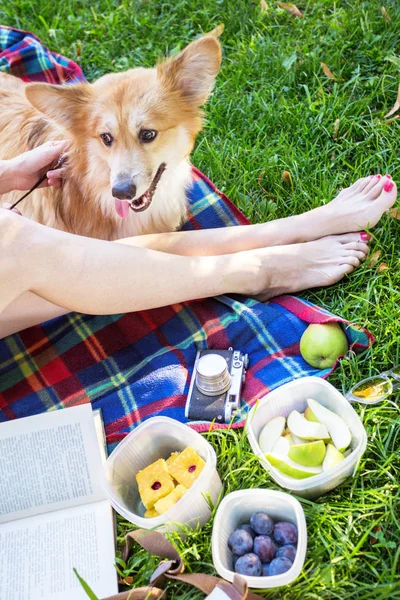 夏と幸せな休日 公園でのピクニックの楽しい ふわふわ 平たんに公園で休んで犬コーギーの女の子 — ストック写真