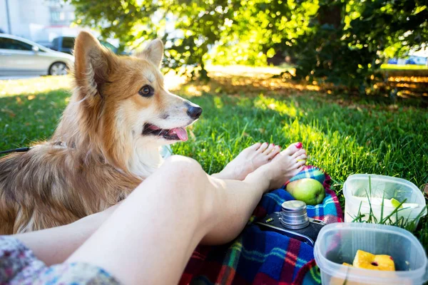 공원에서 피크닉을 공원에는 플라이에 Corgi와 — 스톡 사진