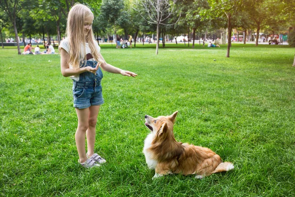 Κοριτσάκι Κατάρτιση Ενός Σκυλιού Corgi Στο Άρτιο — Φωτογραφία Αρχείου
