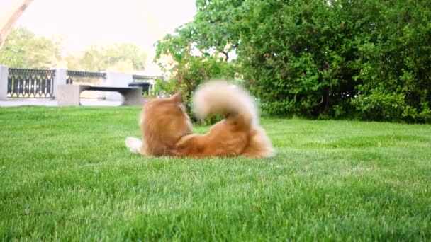 在绿色的草坪上玩科吉狗 — 图库视频影像