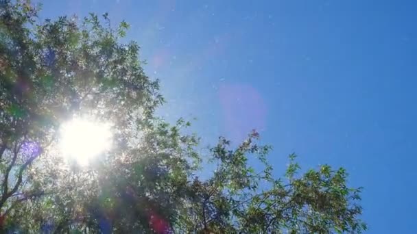 Летающие Тополь Пух Голубой Фон Неба — стоковое видео