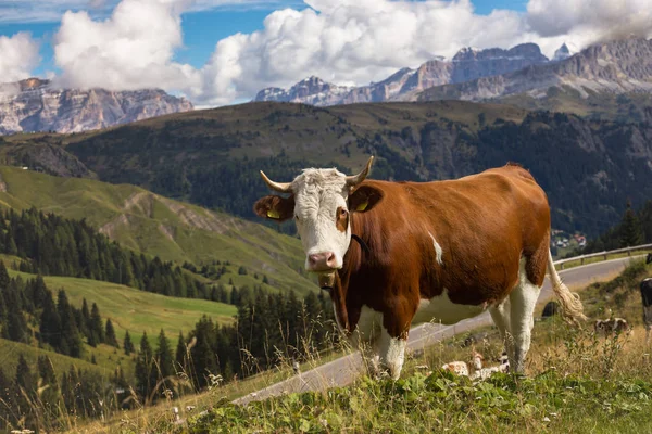 Grupa Włoski Krów Pastwisko Góry Dolomity Ital — Zdjęcie stockowe