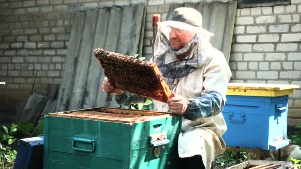 Apicultor Está Trabajando Con Abejas Colmenas — Vídeo de stock