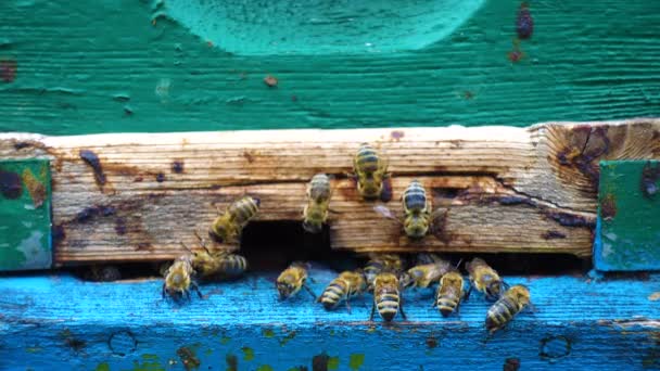 Abejas Volando Dentro Fuera Colmena Vista Cerca — Vídeo de stock