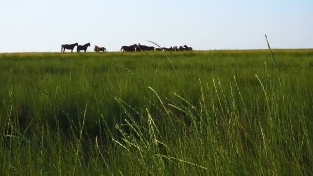 草原の牧草地で放牧馬を群れ — ストック動画