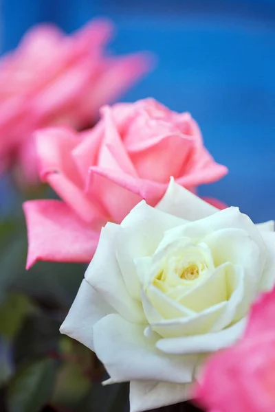 Hermosas Rosas Jardín Sobre Fondo Azul —  Fotos de Stock