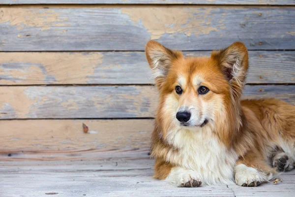 Corgi Piękny Portret Puszysty Przeciwko Deseń Ściana Drewniana — Zdjęcie stockowe