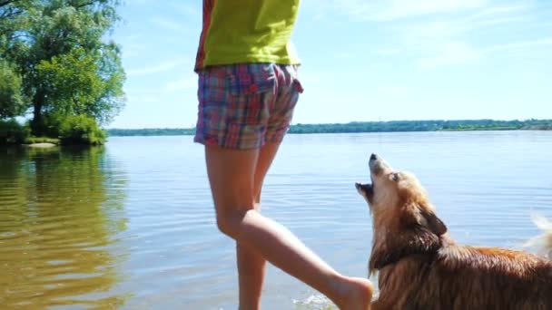 Дитяча Дівчина Грає Собакою Річці — стокове відео