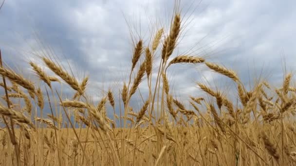 Грозовые Тучи Над Пшеничным Полем — стоковое видео