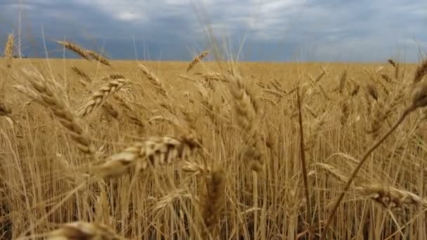 Nuages Orageux Sur Champ Blé — Video