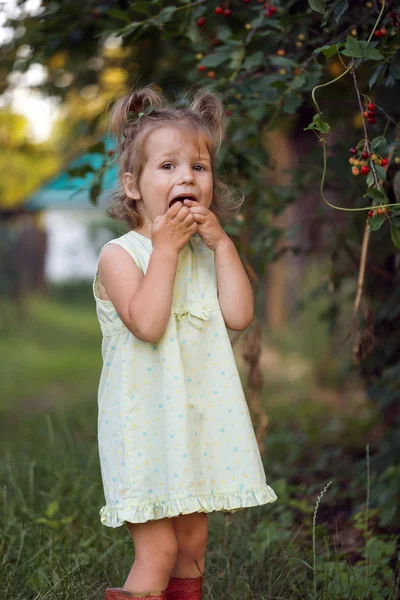Little Girl Eats Cherry Garden Summe — Stock Photo, Image