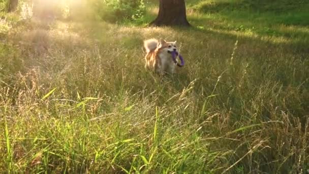Веселий Коргі Біжить Лісі Під Час Заходу Сонця — стокове відео
