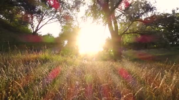 Albero Prato Nella Foresta Del Tramonto — Video Stock