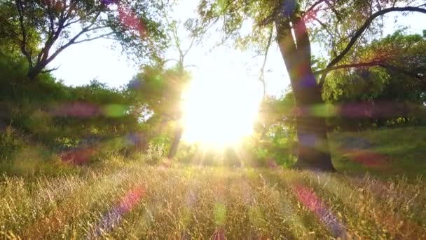 树在夕阳森林的草坪上 — 图库视频影像