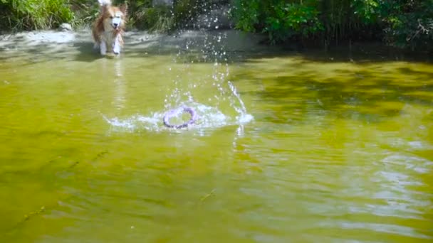 Ουαλλέζικο Corgi Χνουδάτος Σκύλοs Παίζει Παιχνίδι Στο Ποτάμι — Αρχείο Βίντεο