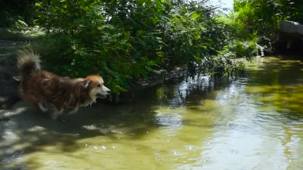 Welsh Corgi Pihés Kutya Játszik Játék Folyó Mentén — Stock videók