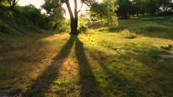 Boom Een Gazon Bij Zonsondergang Forest — Stockvideo