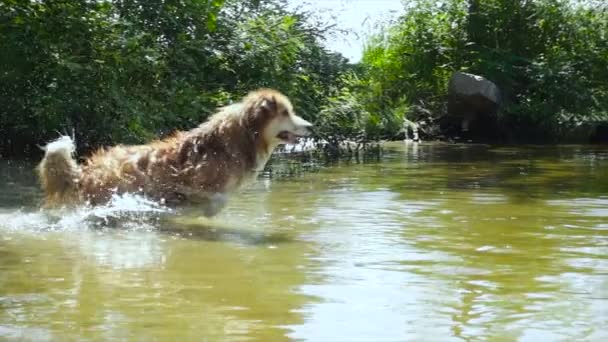 Welsh Corgi Chien Pelucheux Joue Avec Son Jouet Rivière — Video