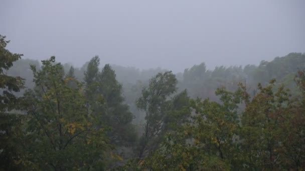 Sterke Wind Regen Schudde Bomen — Stockvideo