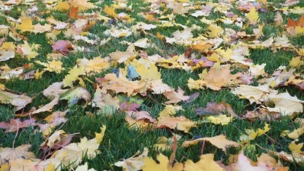 Hojas Amarillas Sobre Una Hierba Verde Parque Otoño — Vídeos de Stock