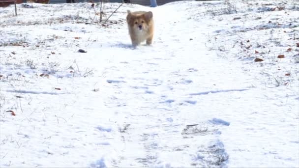 Grappige Corgi Pluizige Puppy Wandelen Buiten Winterdag — Stockvideo