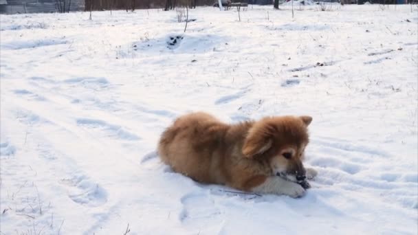 Grappige Corgi Pluizige Puppy Wandelen Buiten Winterdag — Stockvideo