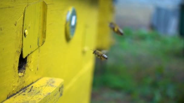 Abejas Volando Dentro Fuera Colmena Vista Cerca — Vídeos de Stock