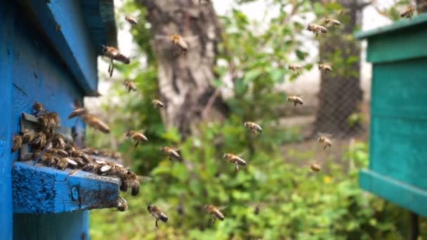 Abejas Volando Dentro Fuera Colmena Vista Cerca — Vídeo de stock