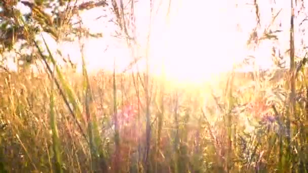 Gras Auf Der Wiese Und Sonnenlicht Abstrakter Hintergrund — Stockvideo