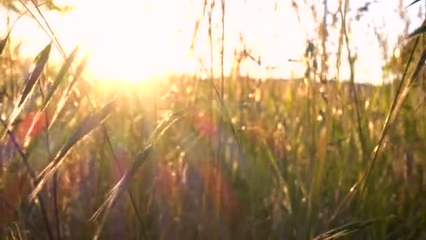 Herbe Prairie Lumière Soleil Fond Abstrait — Video
