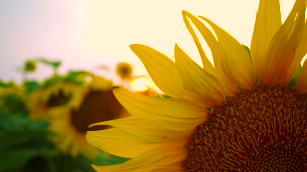 Utsikt Över Kvällsfältet Med Blommande Solrosor — Stockvideo