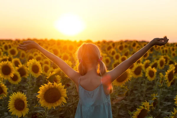 Menina Campo Girassóis Pôr Sol Ucrânia — Fotografia de Stock