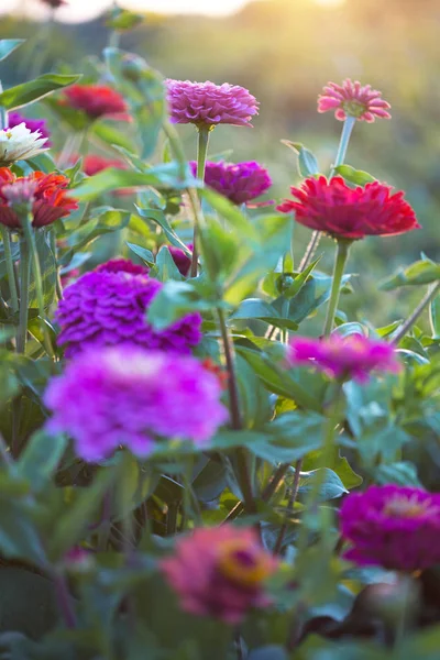 Zinnia Solnedgång Garde — Stockfoto