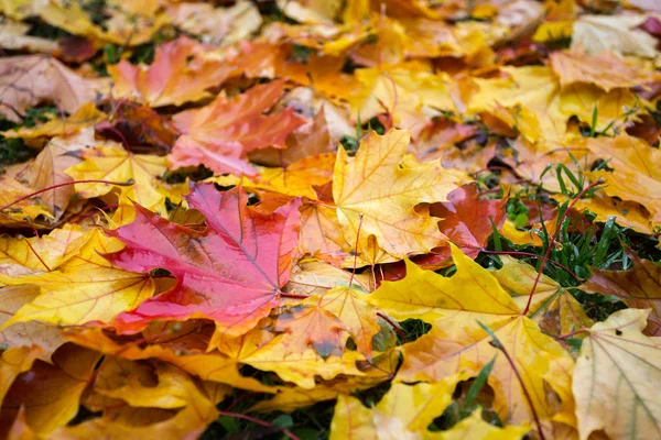 Autumn Mood Achtergrond Van Herfst Kleurrijk Esdoorn Verlaten — Stockfoto