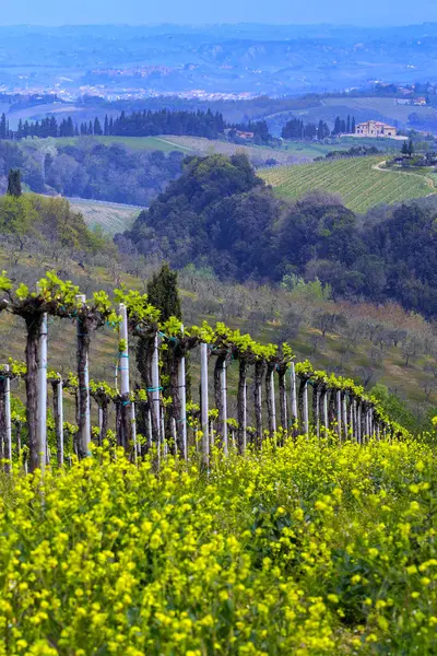 Vineyards Hills Tuscany Spring Typical Tuscan Landscape Background Ital — Stock Photo, Image