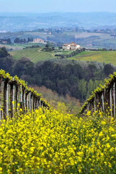 Vineyards Hills Tuscany Spring Typical Tuscan Landscape Background Ital — Stock Photo, Image