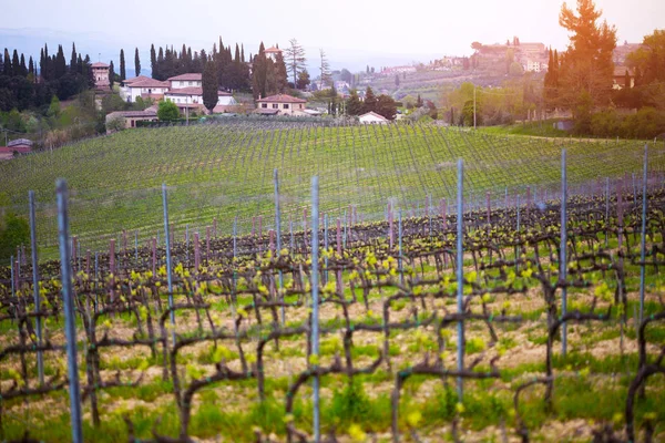 Типичный Тосканский Пейзаж Вид Виллу Холме Кипарисовую Аллею Долину Виноградниками — стоковое фото
