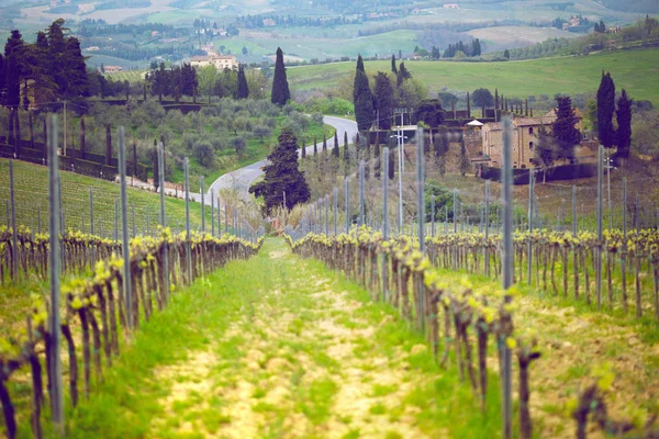 Estrada Vazia Vinhas Nas Colinas Toscana Primavera Paisagem Típica Toscana — Fotografia de Stock