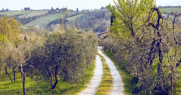 Paesaggio Tipico Toscano Vista Una Villa Una Collina Vicolo Cipressi — Foto Stock